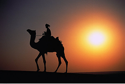 剪影,男人,骑,骆驼,日落,斋沙默尔,印度