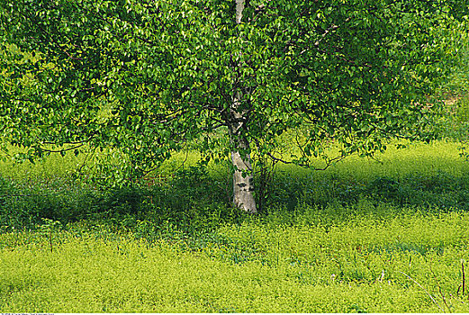 桦树,蕨类,新布兰斯维克,加拿大