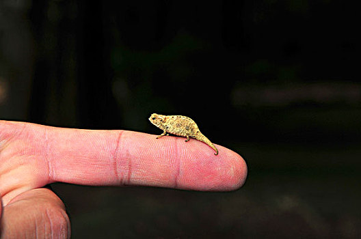 俾格米人,矮小,尺寸,对比,栖息,手指,雨,树林,马达加斯加,非洲,印度洋