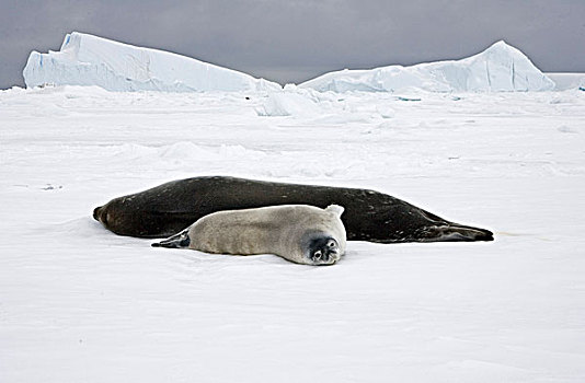 成年,幼仔,休息,冰,南极