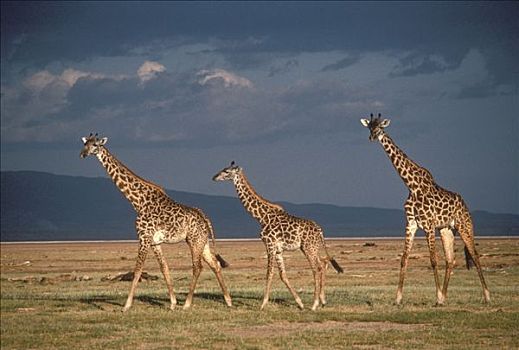 长颈鹿,三个,穿过,草地,塞伦盖蒂国家公园,坦桑尼亚