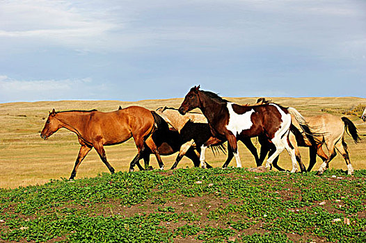 牧群,马,草原,萨斯喀彻温,加拿大