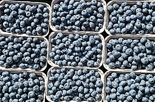 蓝莓,销售,市场,德累斯顿,萨克森,德国,欧洲