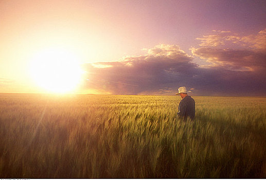 农民,地点,日落,萨斯喀彻温,加拿大