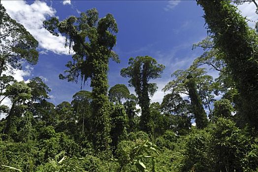 大树,遮盖,植物,低地,雨林,丹浓谷保护区,婆罗洲,马来西亚