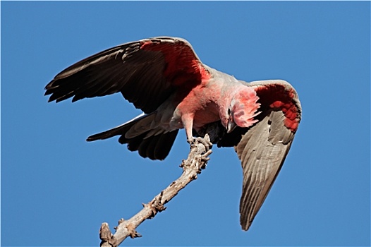 美冠鹦鹉,澳大利亚