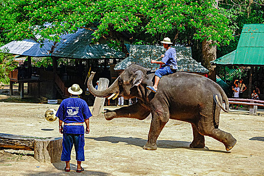 大象,露营,清迈,泰国