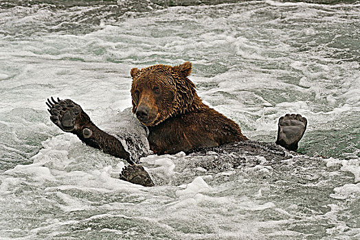 大灰熊,棕熊,躺着,背影,水,爪子,爪,布鲁克斯河,阿拉斯加,美国,北美