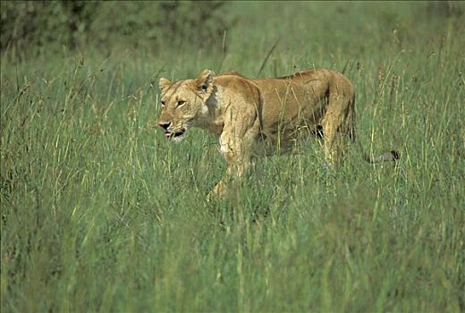 雌狮,鬼鬼祟祟,草,马赛马拉,自然保护区,肯尼亚
