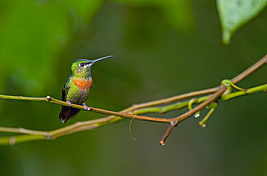 蜂鸟,国家公园,亚马逊河,厄瓜多尔
