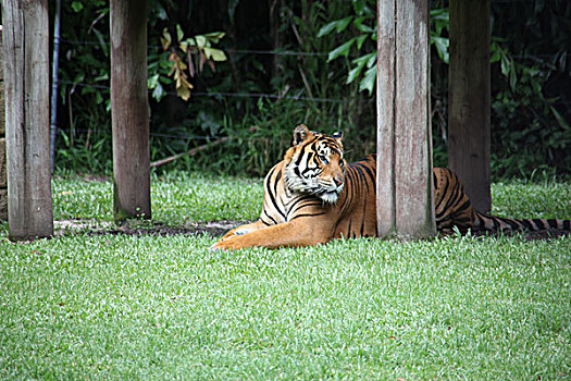 布里斯本梦幻世界主题公园内的苏门答腊老虎