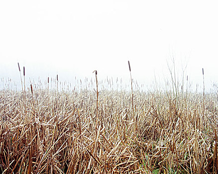 线条,水,芦苇,消失,毯子,重,雾,2006年