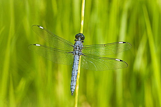 蜻蜓,蜻属,湿地