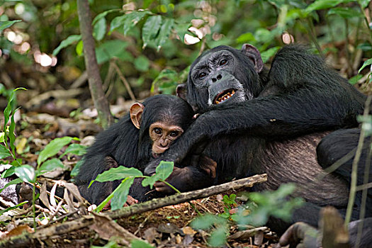 黑猩猩,类人猿,1岁,幼仔,玩,母亲,西部,乌干达