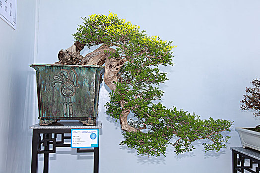 盆景,盆栽,国际盆景协会bci,盆景展评委大师作品