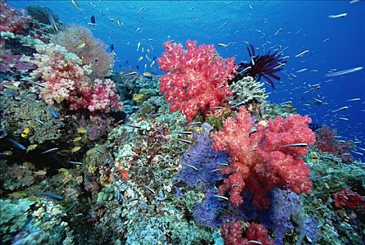 珊瑚礁景,软珊瑚,珊瑚鱼,脚,深,所罗门群岛