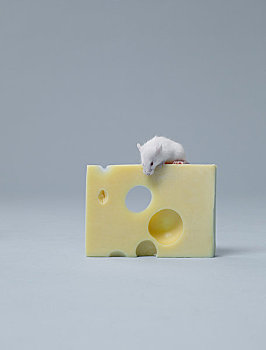 老鼠,坐,奶酪