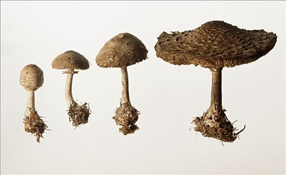 四个,蘑菇