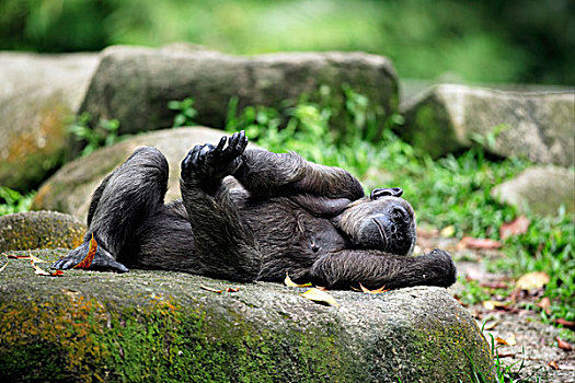 黑猩猩,成年,女性,休息,躺