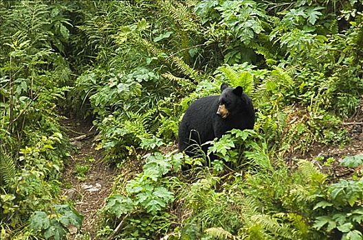 俯拍,黑熊,美洲黑熊,树林