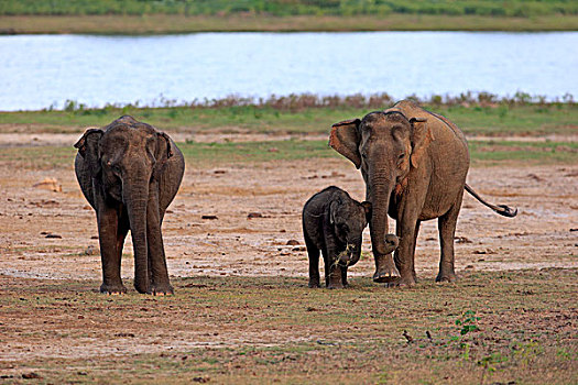斯里兰卡人,大象,象属,群,幼兽,吃,女性,国家公园,斯里兰卡,亚洲