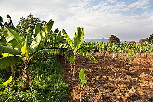 种植园,煮食香蕉,裂谷,主食,许多,东方,非洲,乡野,乌干达,埃塞俄比亚,肯尼亚