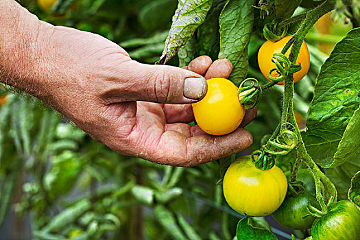 园丁,挑选,黄色,成熟,西红柿