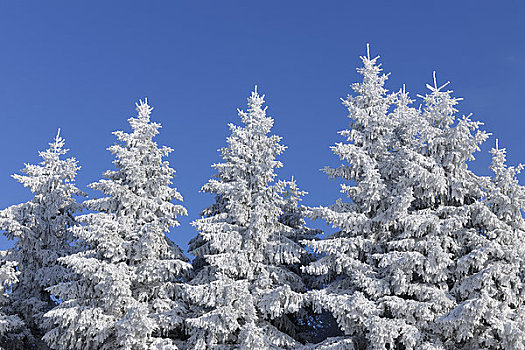 积雪,冷杉,山峦,黑森州,德国