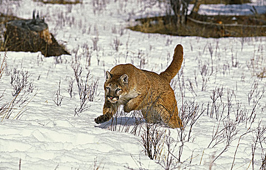 美洲狮,成年,跑,蒙大拿