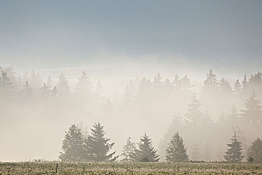 雾,山谷,乌伯阿玛高,上巴伐利亚,巴伐利亚,德国