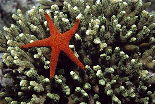 海星,珊瑚,大堡礁,澳大利亚