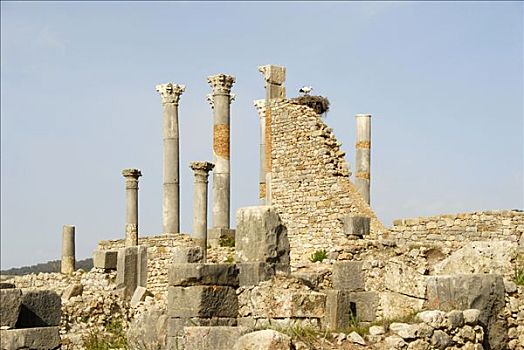 柱子,鹳,鸟窝,白鹳,考古,挖掘,老式,罗马,城市,瓦卢比利斯,摩洛哥