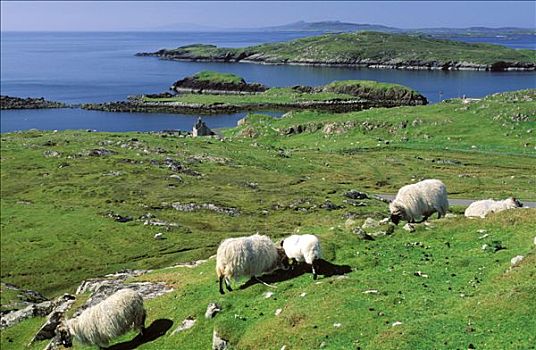 苏格兰,岛屿,绵羊