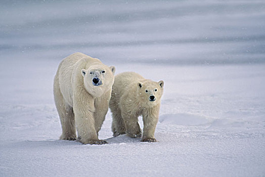 北极熊,哈得逊湾,加拿大