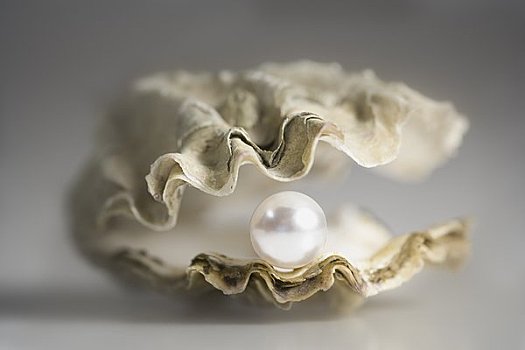 特写,珍珠,牡蛎