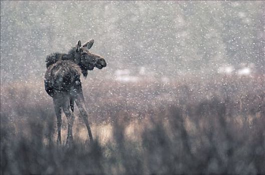 驼鹿,美洲驼鹿,幼兽,暴风雪