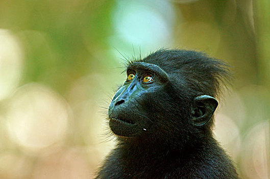短尾猿,国家公园,苏拉威西岛,印度尼西亚,亚洲