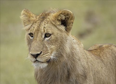 狮子,早晨,猎捕,普法战争,捕食,恩戈罗恩戈罗火山口,坦桑尼亚