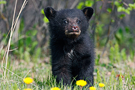 黑熊,幼兽,美洲黑熊,蒲公英,土地