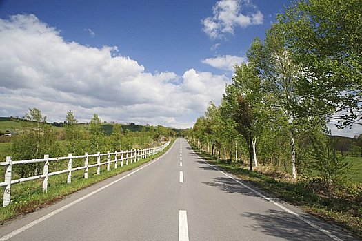 茂密,道路