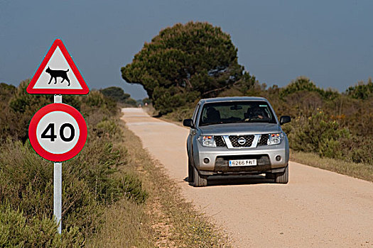 猞猁,交通标志,多尼亚纳国家公园,韦尔瓦,安达卢西亚,西班牙
