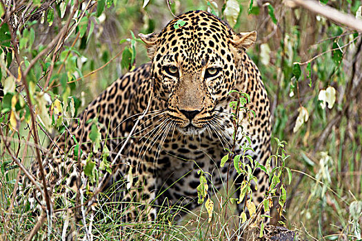 豹,灌木丛,马赛马拉国家保护区,肯尼亚,非洲