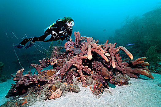 水中呼吸器,潜水,看,珊瑚,不同,海绵,正面,礁石,圣卢西亚,向风群岛,小安的列斯群岛,加勒比海