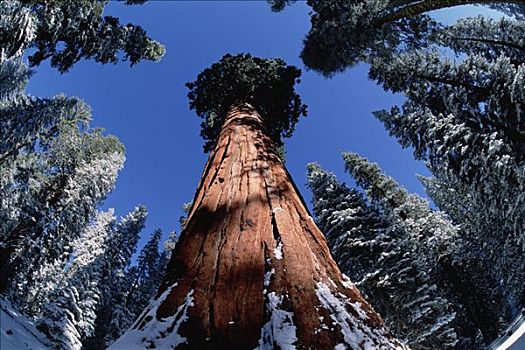 巨杉,红杉国家公园,加利福尼亚