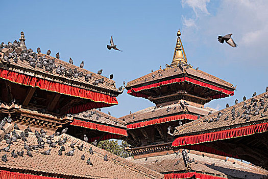 鸽子,寺庙,屋顶,杜巴广场,加德满都,尼泊尔,亚洲