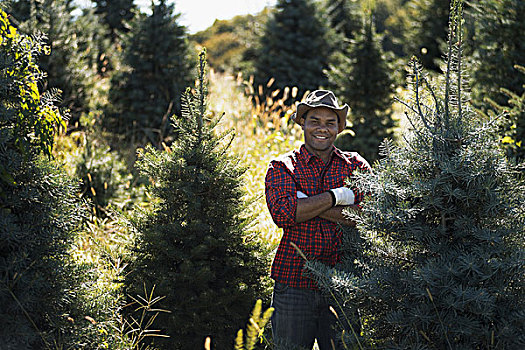 一个,男人,戴着,格子衬衫,大,种植园,有机,圣诞树