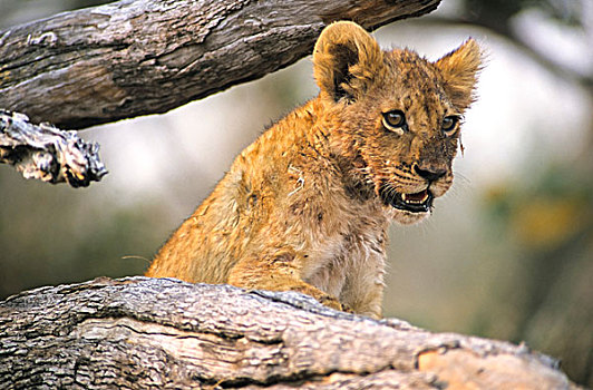 幼兽,狮子,枝条,卡拉哈迪大羚羊国家公园,北开普,南非,非洲