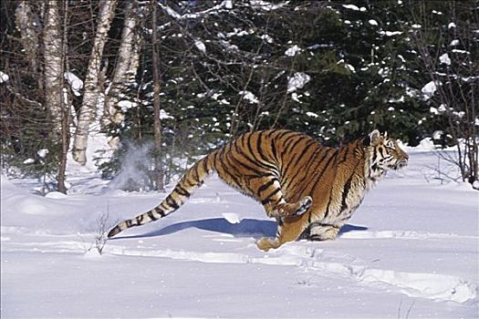 虎,跑,雪中