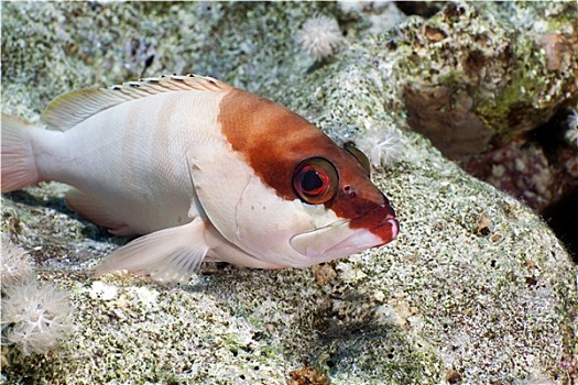 石斑鱼,红海