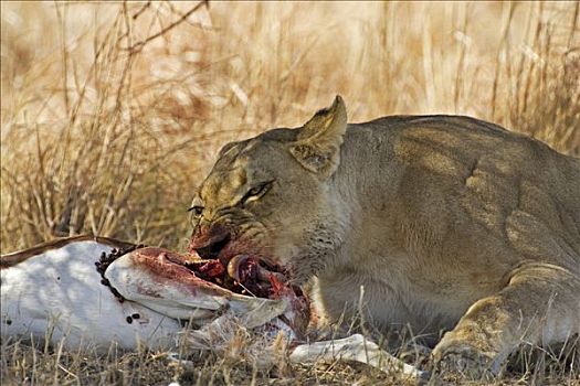 狮子,雌狮,猎捕,跳羚,吃,捕食,马卡迪卡迪盐沼,国家公园,博茨瓦纳,非洲